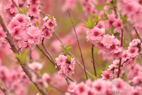 桃花寓意|桃花文化探秘——桃花的起源、寓意及文化传承